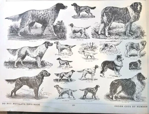 1909 Woodcut Engraving Dog Breeds, Setters Collies, St Bernard, Advertising Cuts - Picture 1 of 7