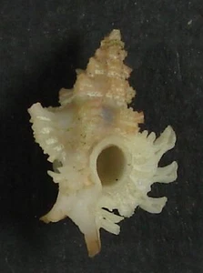 MUREX MACTANENSIS 22,30 mm ESPÉCIMEN SUPER ELECCIÓN Panglao, Bohol Is., Filipinas - Imagen 1 de 2