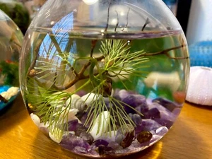 Ramshorn Snails Ecosphere with Purple Stones - Picture 1 of 8