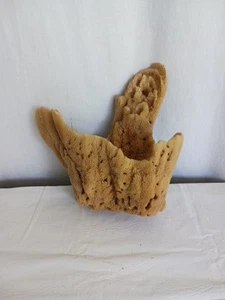 LARGE 12 x 13 Tall Natural Ocean Sea Sponge Vase - Picture 1 of 10