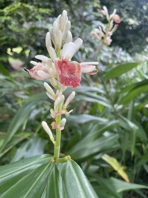 4 rizomas frescos de cardamomo negro con raíces de jengibre CULTIVADOS EN HAWAI orgánicos raros aromáticos Foto 1 de 4