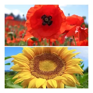 Poppies and Sunflowers 5000+ Seeds Bundle - Wildflowers - Sunflower - FREE POST! - Picture 1 of 4