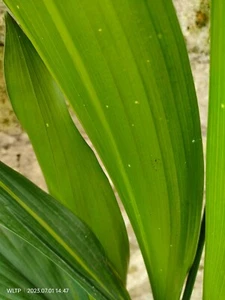 Aspidistra Elatior 'STARS AND STRIPES' Cast iron plant Rare Aspidistra - Bild 1 von 8