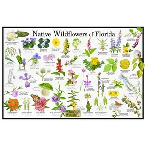 Póster de identificación de flores silvestres nativas de Florida / Guía de identificación de flores - Imagen 1 de 4