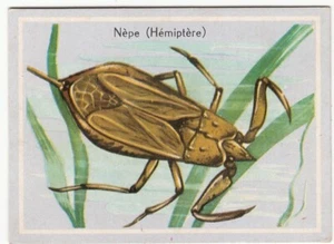 NÈPE NEPA CINEREA HÉTÉROPTÈRES WATER SCORPION INSECTE INSECT IMAGE CARD 1960'S - Picture 1 of 2
