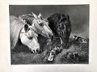 The scanty Meal (horses-Cavalli ) Herring-Hacker da  The Art Journal  1851
