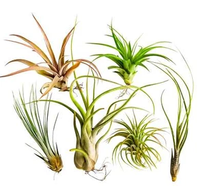 It Blooms Rainforest Grown 6 Extra Large Air Plants - Live Tillandsia - 5 to 1 - Picture 1 of 1