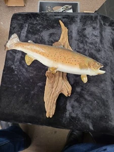 Vintage 18" Brown Trout Taxidermy Fish Mount on Driftwood Wood - Picture 1 of 13
