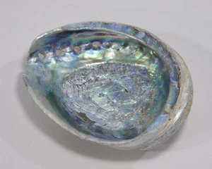 hübsche ABALONE MUSCHEL mit schöner Perlmutt Schicht Schale Natur maritime Deko - Bild 1 von 4