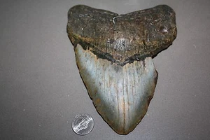 MEGALODON Fossil Giant Sharks Teeth Ocean No Repair 6,20" RIESIGE SCHÖNE ZÄHNE - Bild 1 von 5