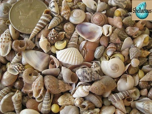 300+ INDIAN OCEAN MIX OF TINY SEA SHELLS -5/8" & Under - 1/3 Cup - Picture 1 of 2