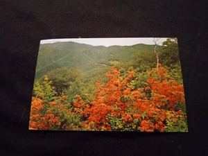 Flammenazalee in voller Blüte bei Mile High Blick Great SmokyMountains Postkarte - Bild 1 von 2