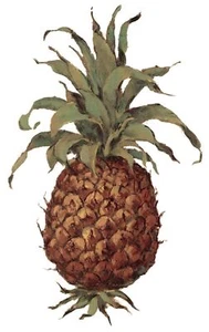 Pineapple Fruit Overglaze Waterslide Ceramic Decals - Picture 1 of 7