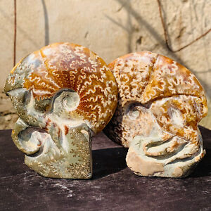 Natural Beautiful Ammonite Fossil duad Conch Crystal Specimen Healing