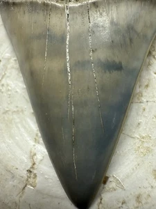 2,42" AURORA CARCHARODON DENTE FOSSILE HASTALIS SQUALO BIANCO MAKO N.C. - Foto 1 di 6