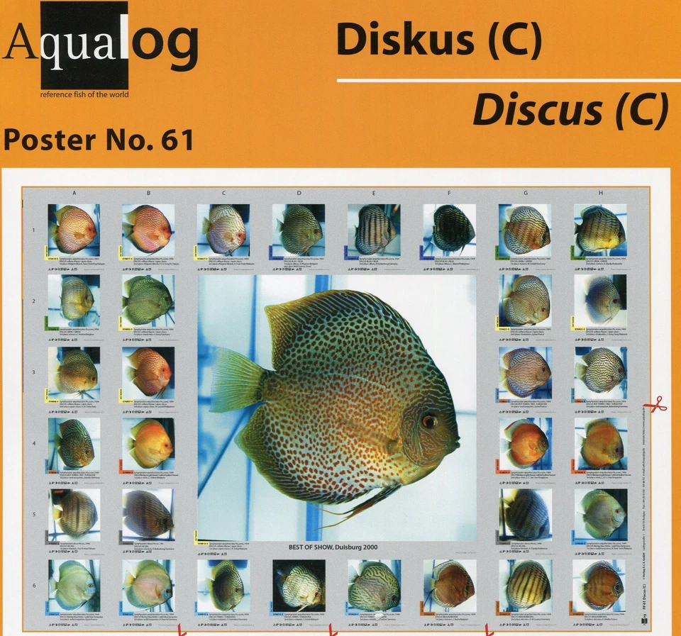 Póster AQUALOG The Most Beautiful Discus #3, LAMINADO Foto 1 de 1
