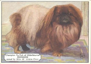 Westminster (overseas) - Champion Dogs - 6 - The Pekingese - Bild 1 von 1