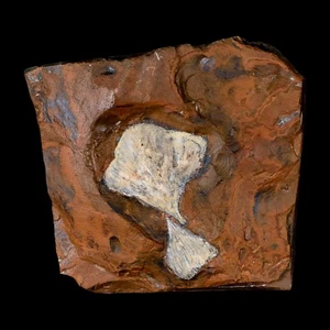 Two Detailed Ginkgo Cranei Fossil Plant Leaf Morton County, ND Paleocene Age COA - Picture 1 of 7