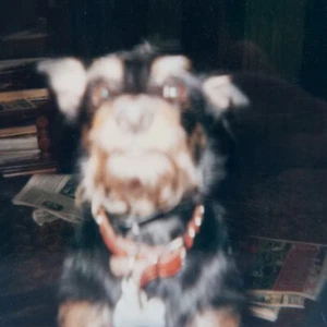 Vintage Polaroid Foto verschwommener Hund Nahaufnahme surreale Zeit Warp gefunden Kunst Schnappschuss - Bild 1 von 5