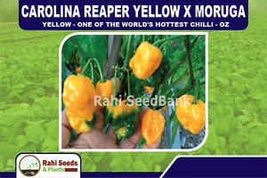 Carolina Reaper Yellow X Moruga Yellow - One of the World's Hottest Chilli - OZ - Picture 1 of 12