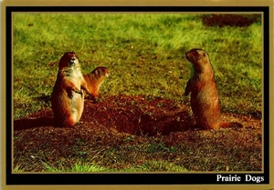 Vintage Postcard Cute Prairie Dogs of South Dakota - Picture 1 of 4