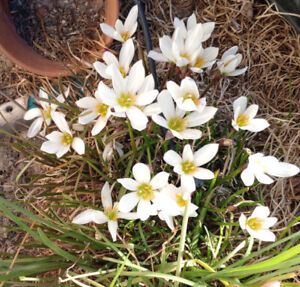Zephyranthes treatiae Florida Native Fall White Flowers Grass Bulb Plant 6 Bulbs