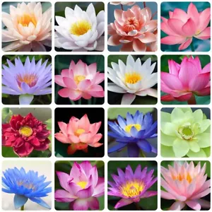 35Pcs Lotus Seeds Bowl Water Lily Flower Bonsai Planting - Picture 1 of 6