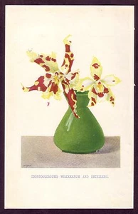Antique Odontoglossum Orchid Flower Botanical Art Chromolithograph Print - Picture 1 of 1