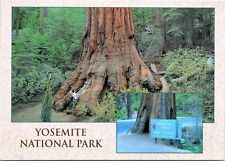 6x4" Postcard California - Yosemite National Park - Mariposa Grove