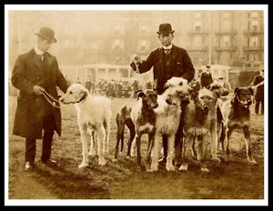 IRISH WOLFHOUND MEN DOGS AT SHOW VINTAGE STYLE SEPIA DOG PHOTO PRINT POSTER - Picture 1 of 1