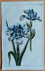Iris (57) - Original Engraving Wilhelm Botany - 1800