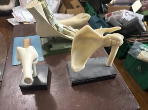 Modelli anatomici ortopedici vintage Geigy ginocchio e fianchi e piede Merck Sharp&Dohme - Foto 1 di 24