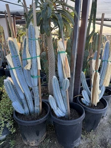 Antorcha Azul Cactus Pilosocereus Azureus 8" Columnar, Fresca, Planta Enraizada - Imagen 1 de 2