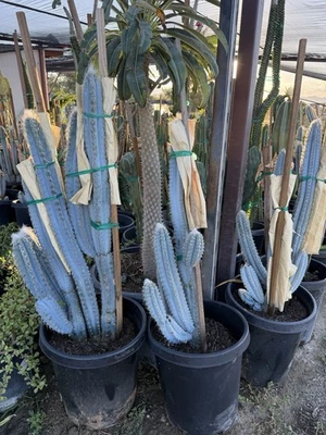Blue Torch Cactus Pilosocereus Azureus 8" Columnar, Fresh, Rooted Plant - Image 1 of 2