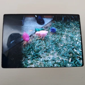 40+ Vtg 1960s Florida Easter Kodachrome Color Slides – MCM Family Vacation Retro - Picture 1 of 15
