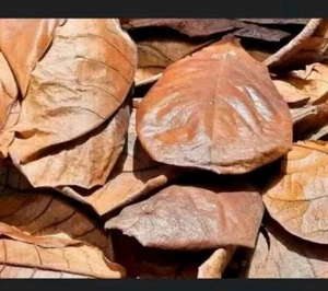 50 Catappa Dry Leaves Ketapang Indian Almond 15-22cm Premium Select for Betta - Picture 1 of 3