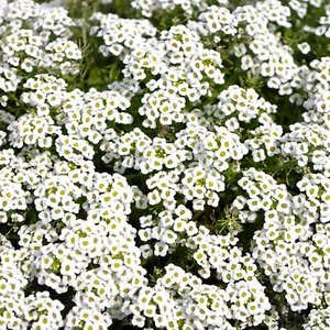 Carpet of Snow Sweet Alyssum Samen - für 2025 Pflanzung Lobularia maritima weiß - Bild 1 von 9