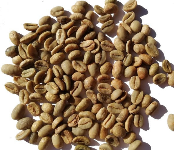 800 G GrÃ¼ne Kaffee-Bohnen aus Ãthiopien Zum rÃ¶sten [n742 XI] Photo Related