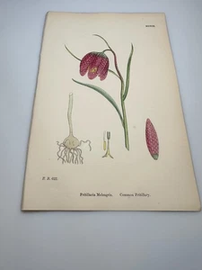 Impresión botánica coloreada a mano del siglo XIX FRITILLARIA MELEAGRIS E.B.S. - Imagen 1 de 3