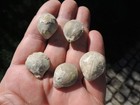 Brachiopoden - Terebratula sp. aus Boulay Moselle in Frankreich
