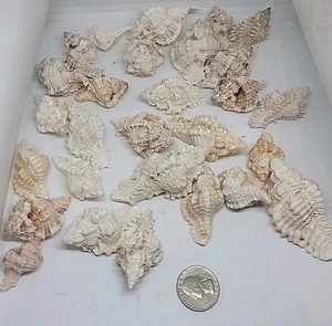Collezione Murex Sea Shell 28 Conchiglie Da Vecchia Collezione  - Foto 1 di 10