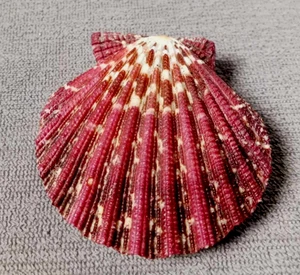 Gloriapallium Pallium 50.5 mm F+++/gem spectacular pattern WOW! - Picture 1 of 6