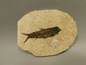 Fish Knightia Eocaena Small Fossil Lake Green River Wyoming #O4 - Picture 1 of 6