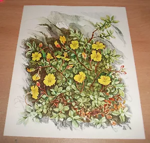 CHROMO MOUNTAIN FLOWERS - SERIES 16 N°18 THE COMMON HELIANTHEME - Picture 1 of 1