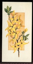 Tobacco Card, Carreras, Black Cat, FLOWERS ALL THE YEAR ROUND, 1977,Forsythia,#5