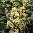 Fudingzhu Fragrant Tea Olive ( osmanthus ) - Live Plant - ( 2.5 QT )