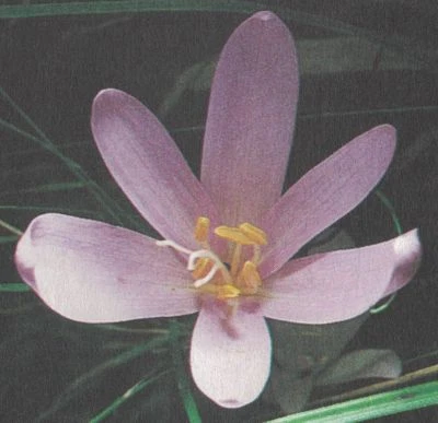 Colchicum autumnale 1000 Samen, Herbst-Zeitlose, Herbstzeitlose, Hexenkraut - Bild 1 von 3