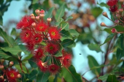 Semillas tropicales - Goma roja con flores - Árbol Corymbia ficifolia - 25 semillas Foto 1 de 3