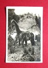 CAVANDERS LARGE 1930 CAMERASCOPE CARD SERIES 4  PEEPS INTO PREHISTORIC TIMES 6 R