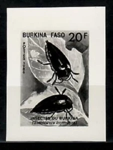 Photo Essay, Burkina Faso Sc776 Insect, Sternocera interrupta. - Picture 1 of 1